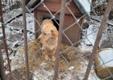 Zamarznięte pomyje w garnku i dziurawa buda, a na dworze zima i mróz. W Złotniku, koło Żar pies żył w makabrycznych warunkach