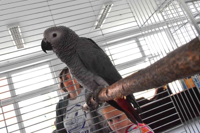 Wiele gatunków ptaków egzotycznych obejrzeć można na wystawie w Młodzieżowym Domu Kultury w Inowrocławiu.
