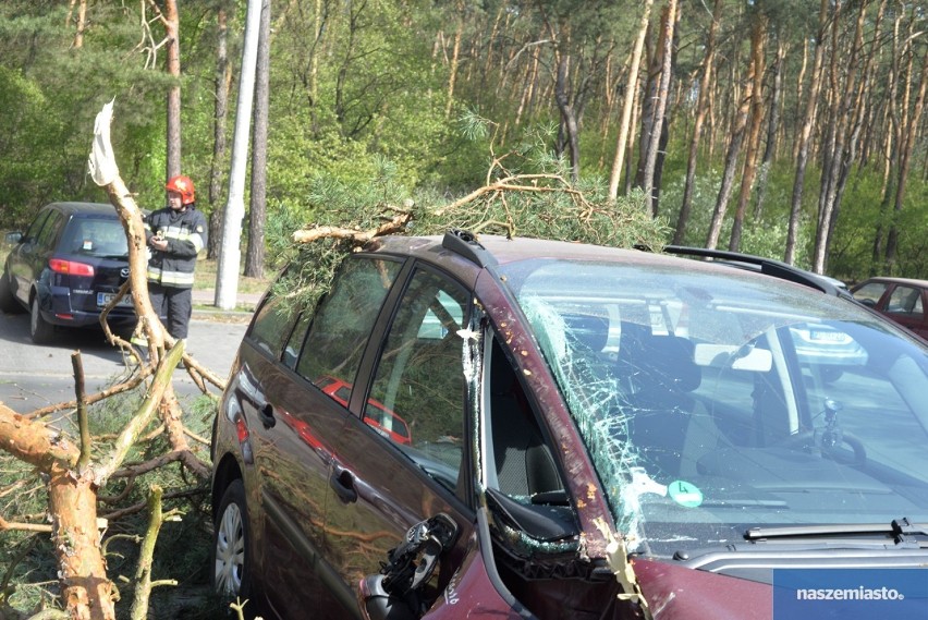Silny wiatr we Włocławku. Powalone drzewo uszkodziło samochody na ulicy Wienieckiej [zdjęcia]