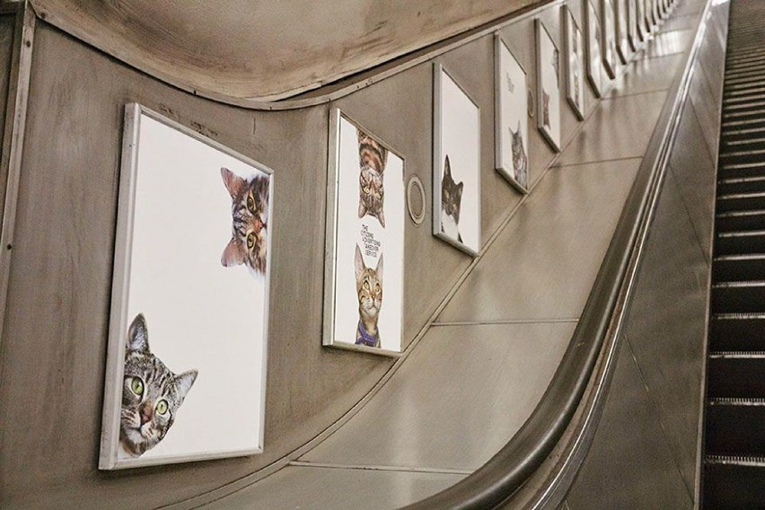 Koty przejęły londyńskie metro. O co chodzi? [ZDJĘCIA]