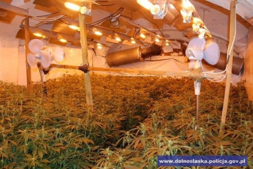 Plantacja marihuany w Lubaniu