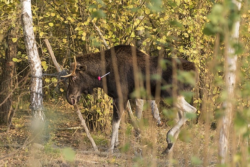 Wyryki. Łoś zaplątał się w siatkę, z pomocą ruszyli...