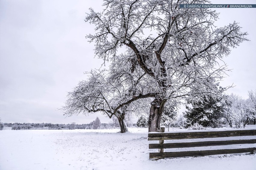 Pierwszy dzień zimy. Na początek kalendarzowej zimy piękne zdjęcia z Tomaszowa i okolic [ZDJĘCIA]