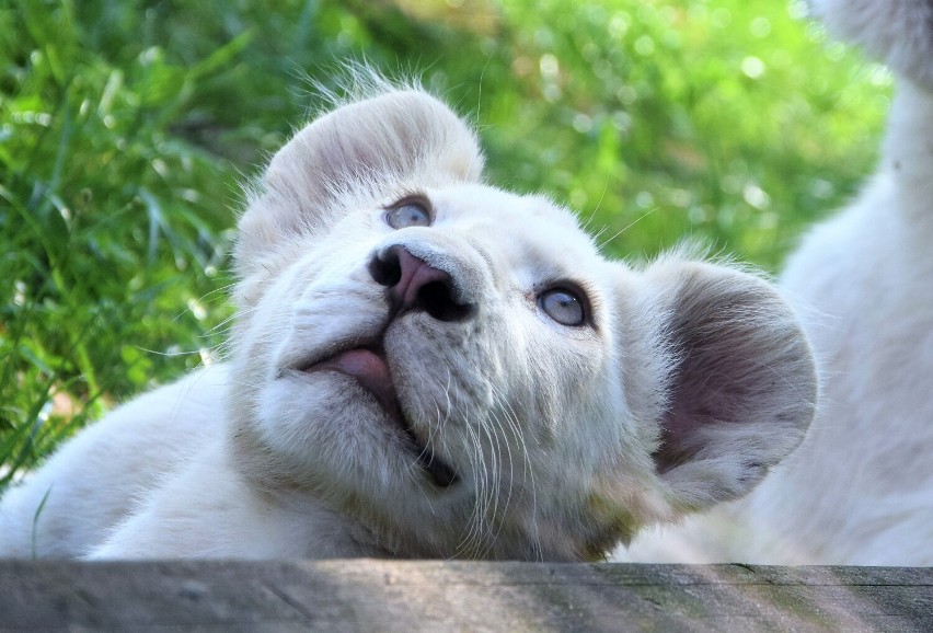 Malibu. Najmłodszy biały lew w stadzie w Zoo Borysew rośnie z dnia na dzień. Jak teraz wygląda? ZDJĘCIA