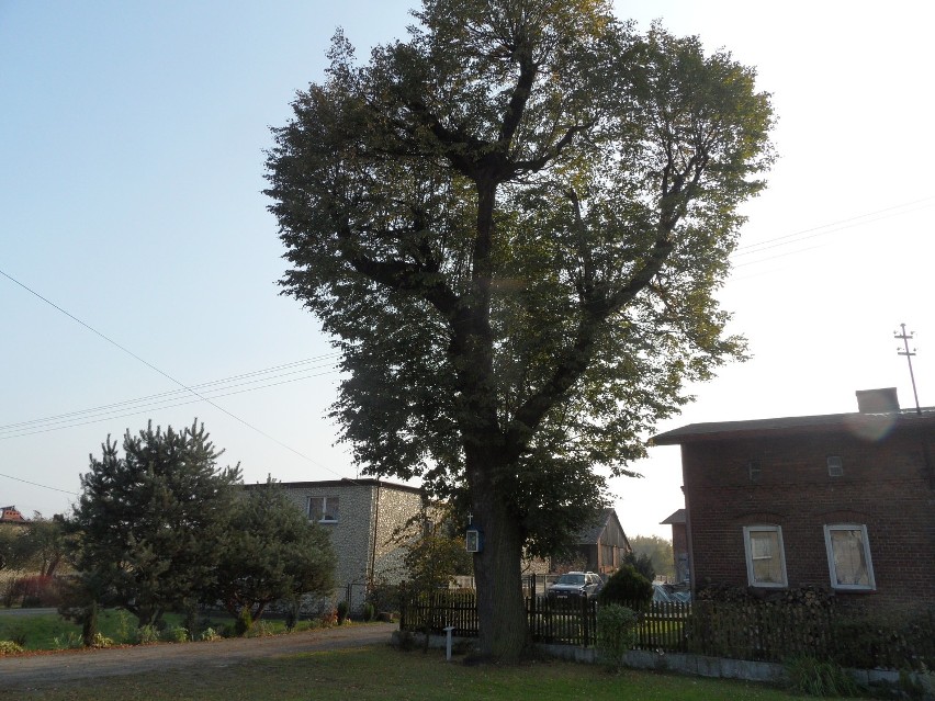 Dąb Maryjny, lipa z kapliczką przy ul. Rybnickiej - to tylko niektóre drzewa-symbole Żor