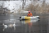 Łazy: Strażacy próbowali schwytać łabędzie