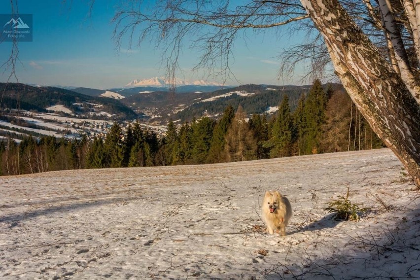 Jaworzyna Krynicka zachwyca o każdej porze roku. Tam ciągle jest zima. Można jeździć na nartach i podziwiać bajeczne widoki na Tatry