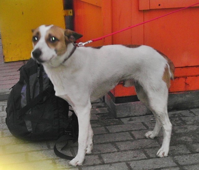 Malbork. Mały pies znaleziony koło stacji paliw Lotos