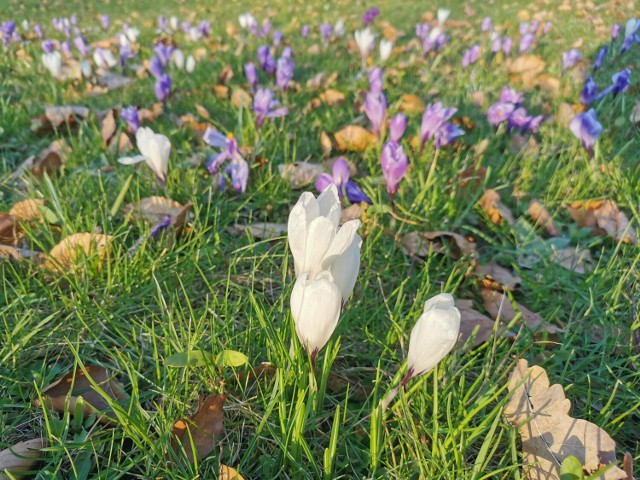 Wiosna w pełni. Pierwsze krokusy pojawiły się w parku w Kościelcu