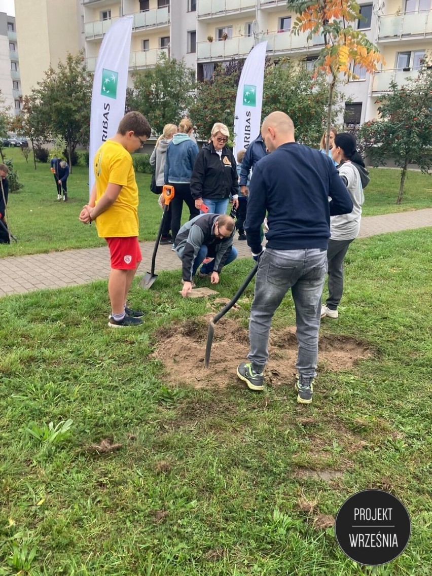 WRZEŚNIA: Stowarzyszenie Projekt Września wraz z wolontariuszami posadzili 60 drzew [FOTO]