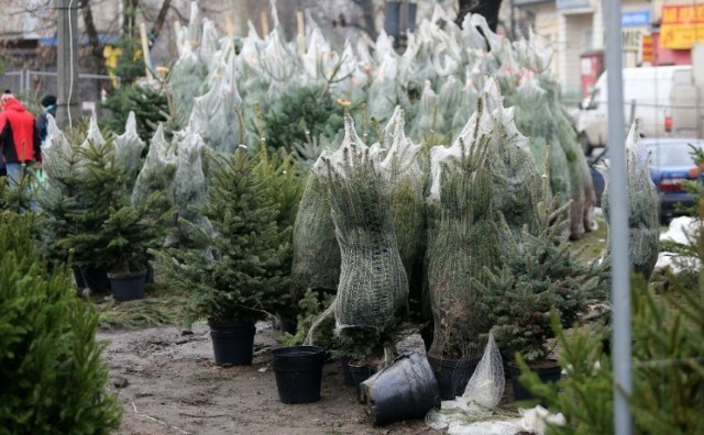 Dzięki akcji Focus Park Rybnik będzie można dać drugie życie choinkom bożonarodzeniowym