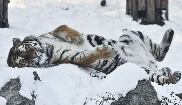 Tygrysy syberyjskie uwielbiają zabawy na śniegu