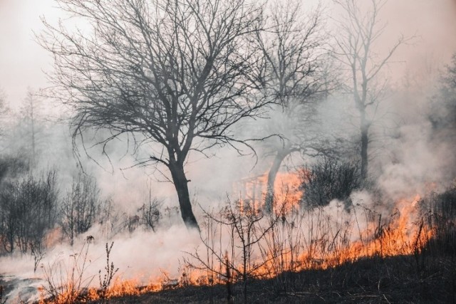 W lasach województwa lubuskiego obowiązuje najwyższy stopień zagrożenia pożarowego.