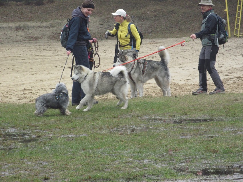 Koszęcin : Ponad 150 osób wystartowało w Dogtrekkingu