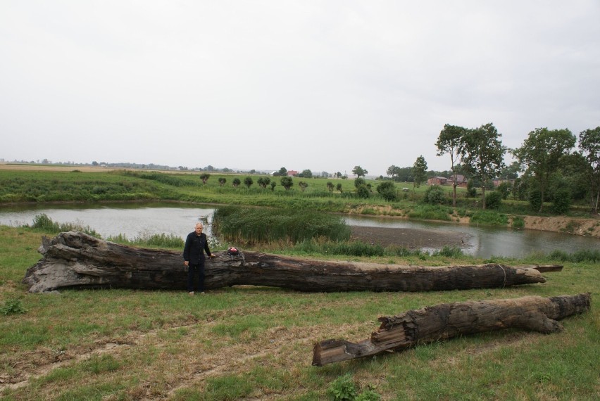 Czarny dąb: niezwykłe drewno z ponad 1000 – letnią historią najprawdopodobniej trafi do Tczewa!