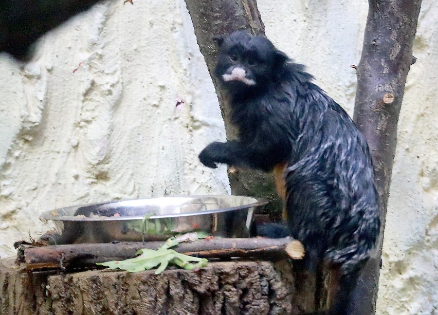 Łódzki ogród zoologiczny zyskał nowe gatunki zwierząt ZDJĘCIA