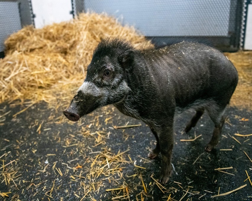 Łódzki ogród zoologiczny zyskał nowe gatunki zwierząt ZDJĘCIA