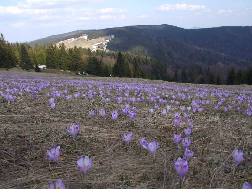 Dolina Chochołowska słynie z wyjątkowej urody i kwitnących...
