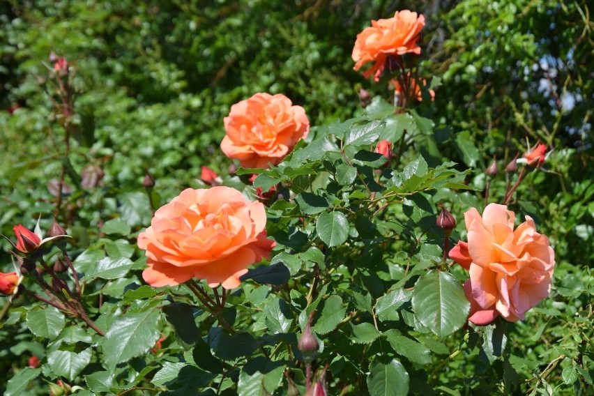 Cudowne róże rozkwitają w Ogrodzie Botanicznym w Kielcach. Oczarowują kolorami i zapachem. Zobacz film i zdjęcia