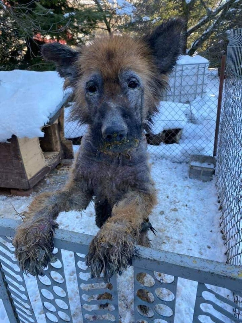 Krańcowo wychudzony, wygłodzony i chory pies wegetował na podwórku w Głowience koło Krosna. Uwaga, drastyczne zdjęcia!
