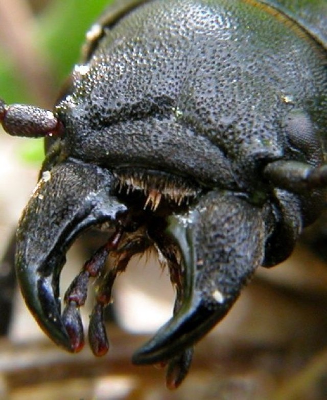 Kłopotek czarny / Spondylis buprestoides