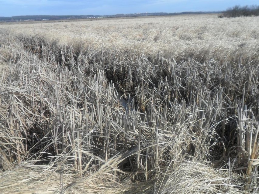 Szamocin: Podmokłe łąki zagrażają rolnictwu. Potrzebna melioracja