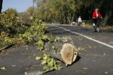 Sosnowiec: Trwa wycinka drzew na Stawikach. MOSiR zapowiada, że to początek prac [ZDJĘCIA]