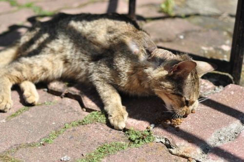 Wrocław: Kot oblany kwasem potrzebuje pomocy (ZDJĘCIA)