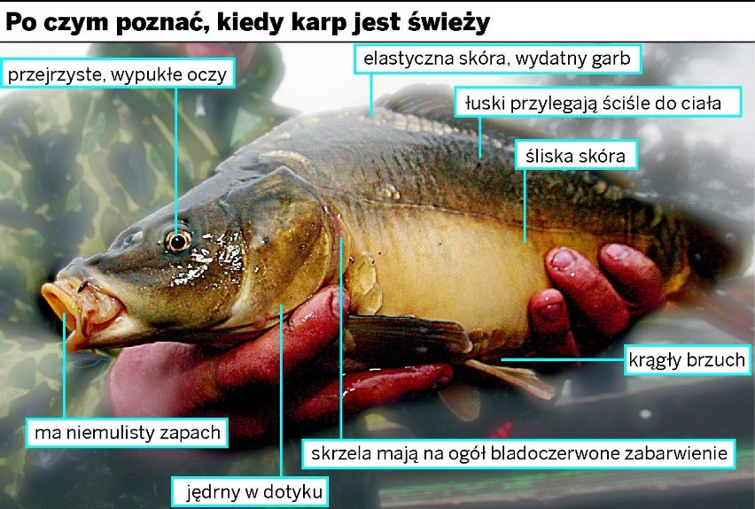 Jak wybrać świeżego karpia