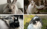 Najpiękniejsze króliki naszych internautów. Te "uszaki" wyglądają przecudownie