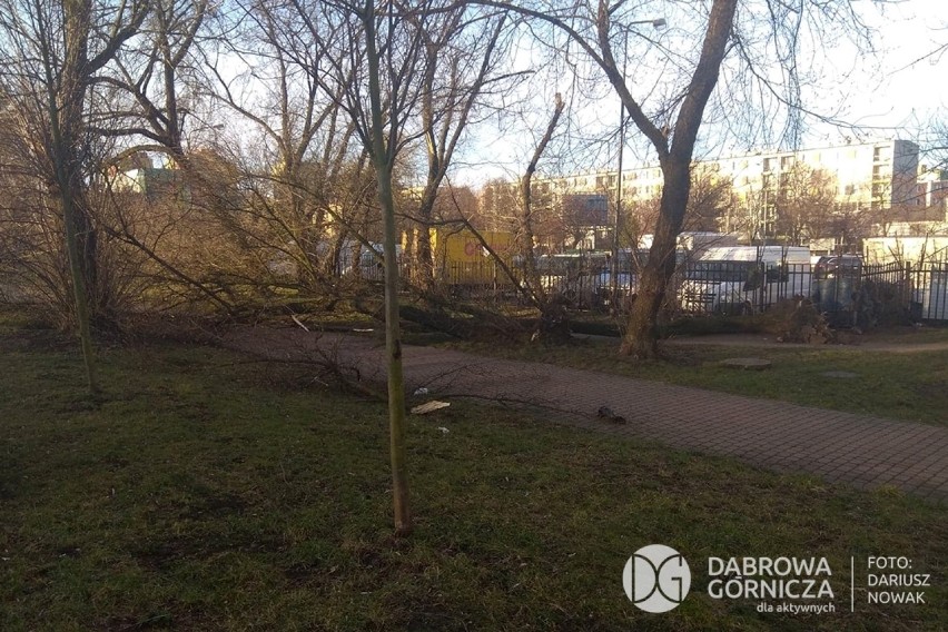 Huraganowy wiatr wyrwał m.in. kilka drzew w Parku Hallera