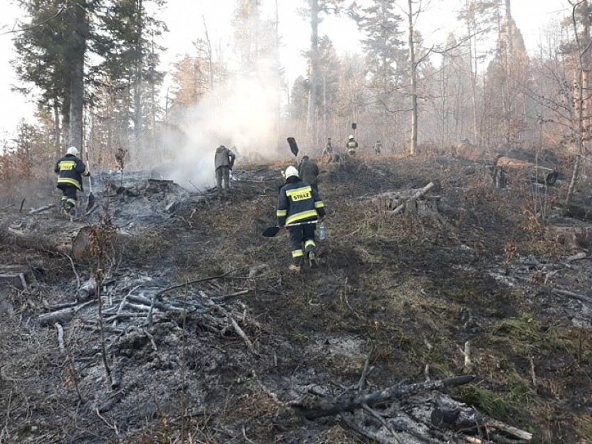 Groźny pożar lasu w Bieszczadach - na terenie leśnictwa Chmiel w pasmie Otrytu. Gasiło go kilkudziesięciu strażaków i leśników [ZDJĘCIA]