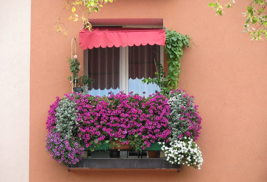 Najładniej ukwiecony balkon w Częstochowie [FOTO]