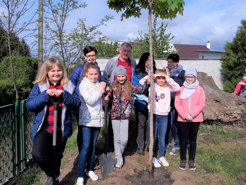ZSP Przyprostynia - realizowali projekt "Drzewo Franciszka"