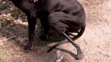 Dozi może biegać, bo ma bioniczną protezę. To pierwszy pies w Polsce, który otrzymał taki implant (wideo)