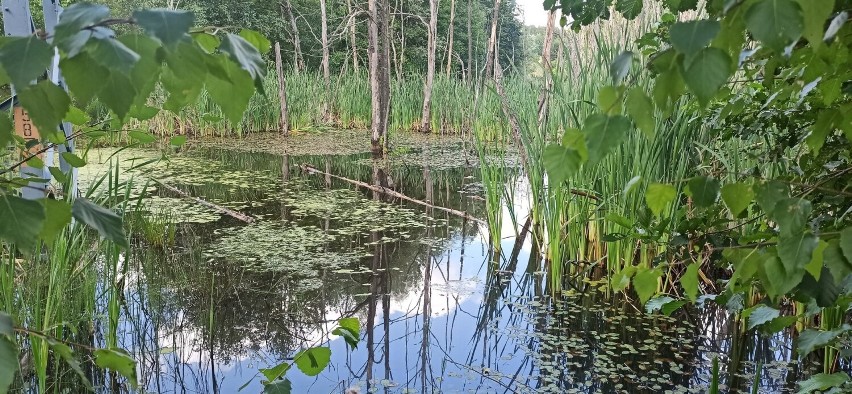 Uroczysko Buczyna Chorzów