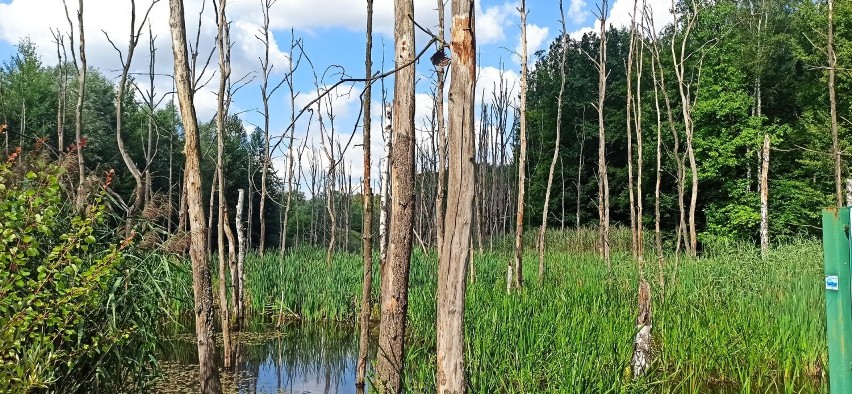 Uroczysko Buczyna Chorzów