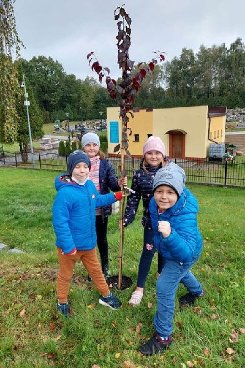 35 szkół i przedszkoli z Jastrzębia zasadziło w sumie 433...