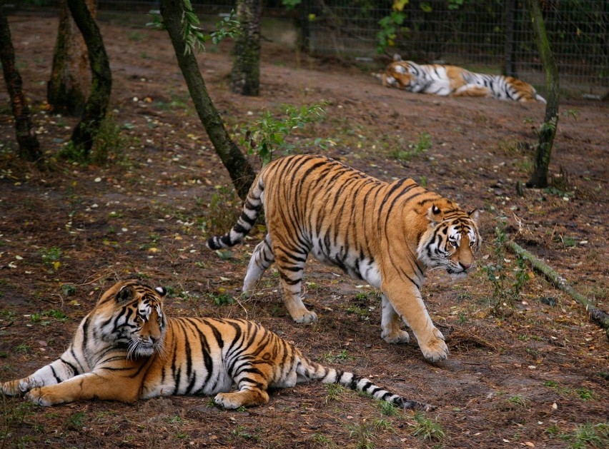 Tygrysy z zoo w Poznaniu
