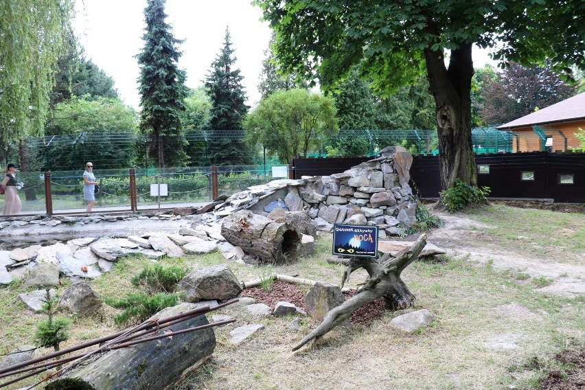 Wydra Peri ze śląskiego zoo ma nowy wybieg