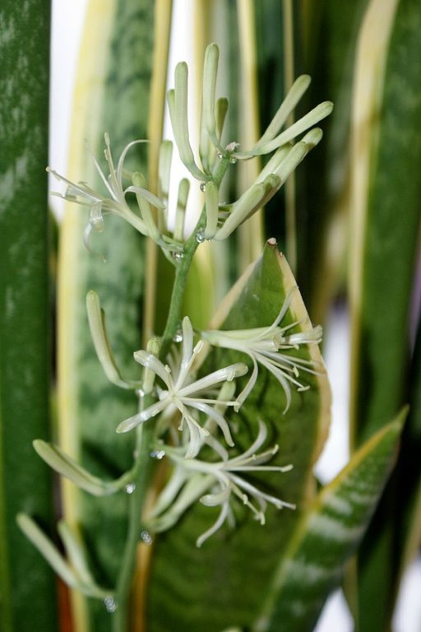 Sansewieria jest rośliną długowieczną i bardzo wytrzymałą na...