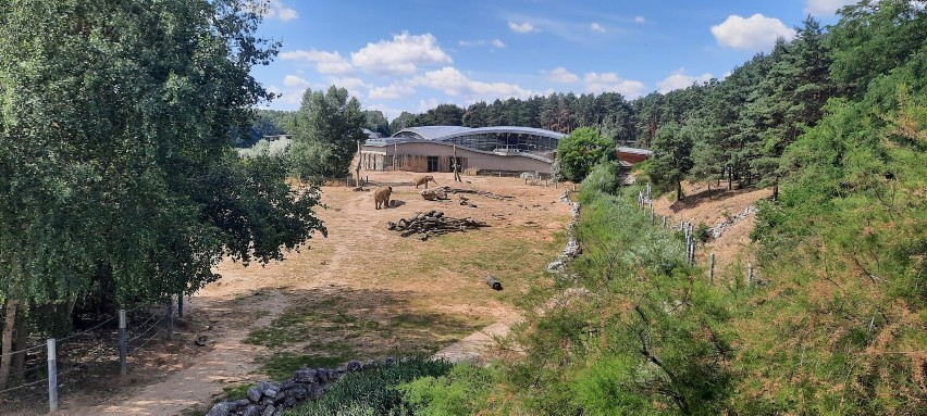 Ogród zoologiczny w Poznaniu. Wybieg słoni