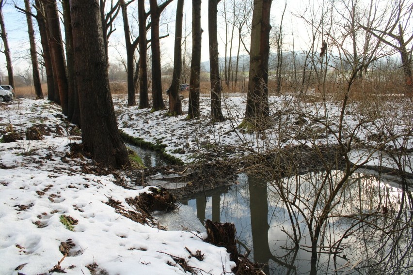 Potok Olszanicki jest od lat zanieczyszczany substancjami do...