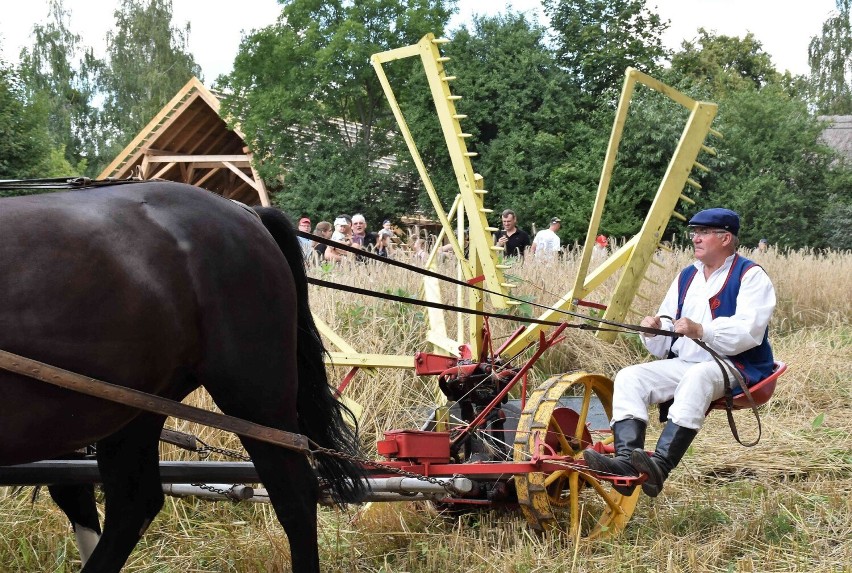 Dawniej nie było kombajnów. Jak więc wyglądały żniwa? Ano...