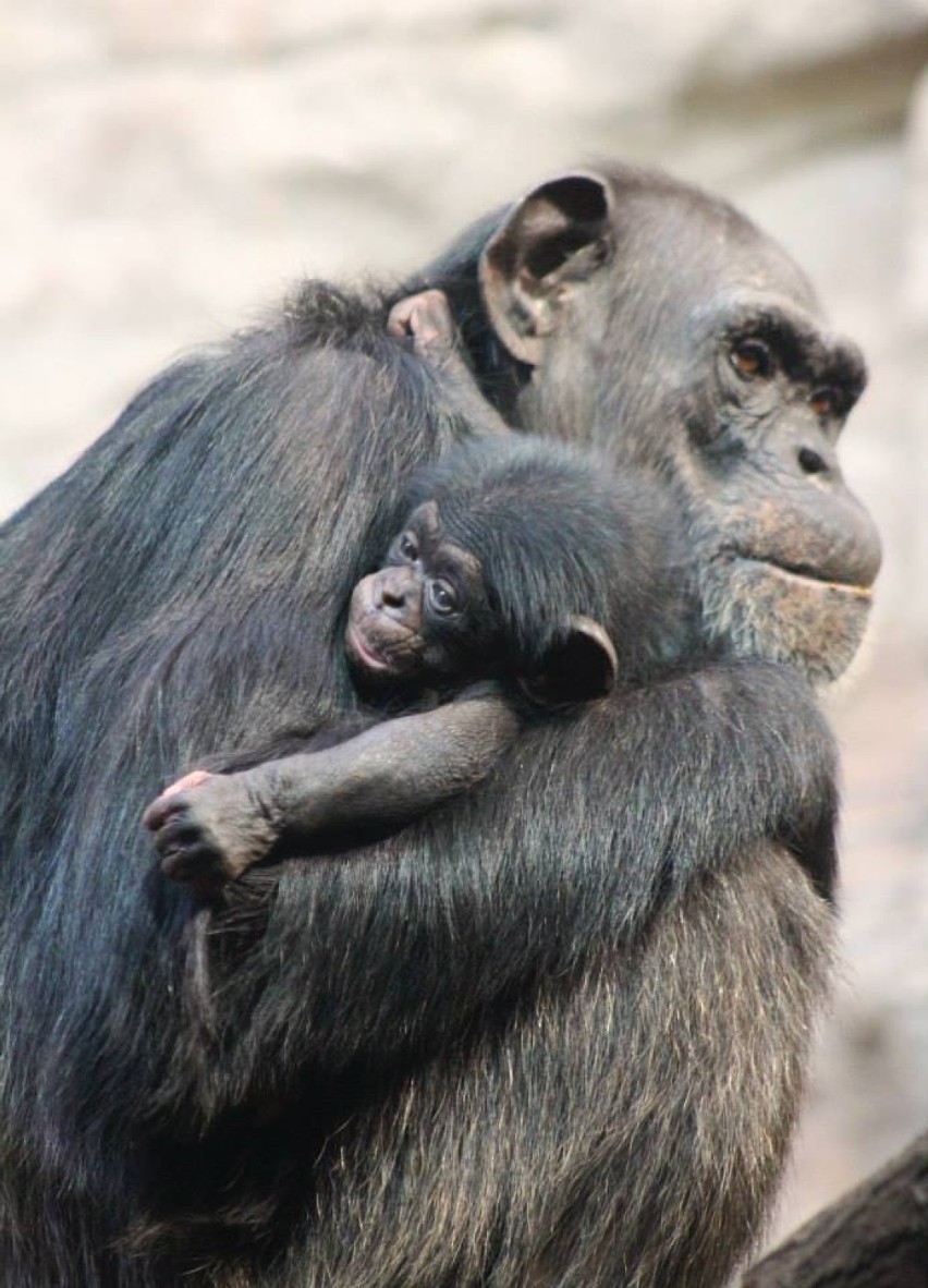 Pierwsze urodziny Tytusa Froda w warszawskim ZOO