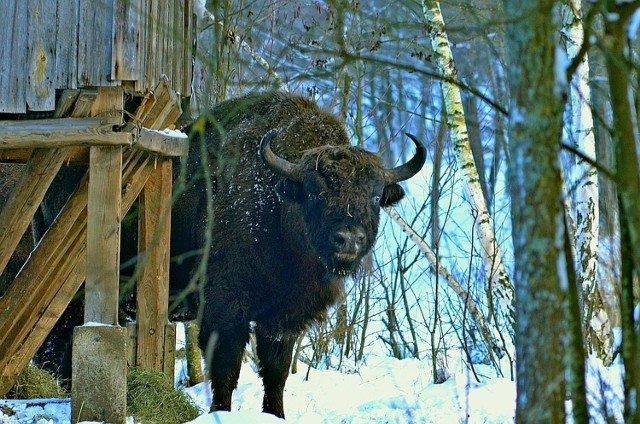 Nasz region słynie z niezwykłych krajobrazów. Nie brakuje tu magicznych miejsc, szczególnie zimą. Nie wiesz, gdzie pojechać w weekend? Zobacz nasze propozycje!