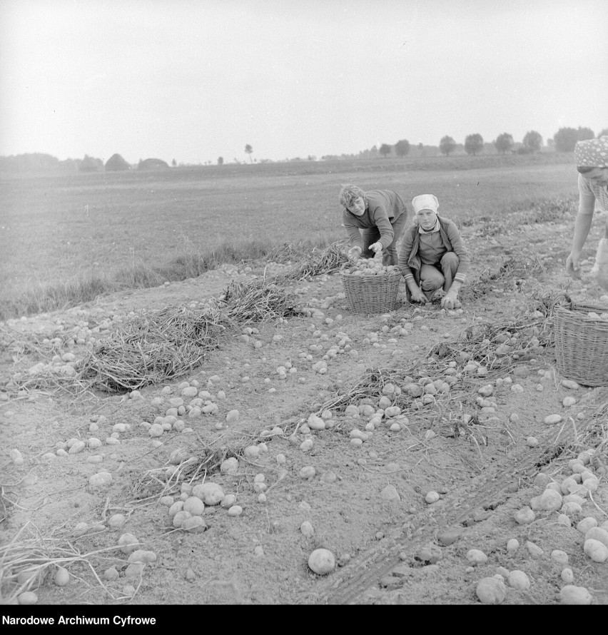 Wykopki ziemniaków w Baboszewie, 1972 r.