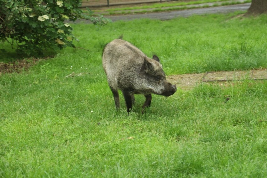 Dzik grasuje przy placu zabaw w centrum Legnicy. Mieszkańcy się boją [ZDJĘCIA]