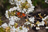 Na majówkę do Rajskiego Ogrodu. Przecudne Arboretum w Wojsławicach w wiosennej oprawie