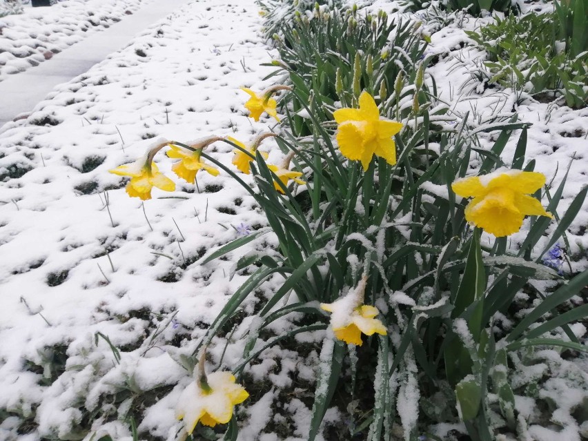 Śnieg w połowie kwietnia to rzadkość.